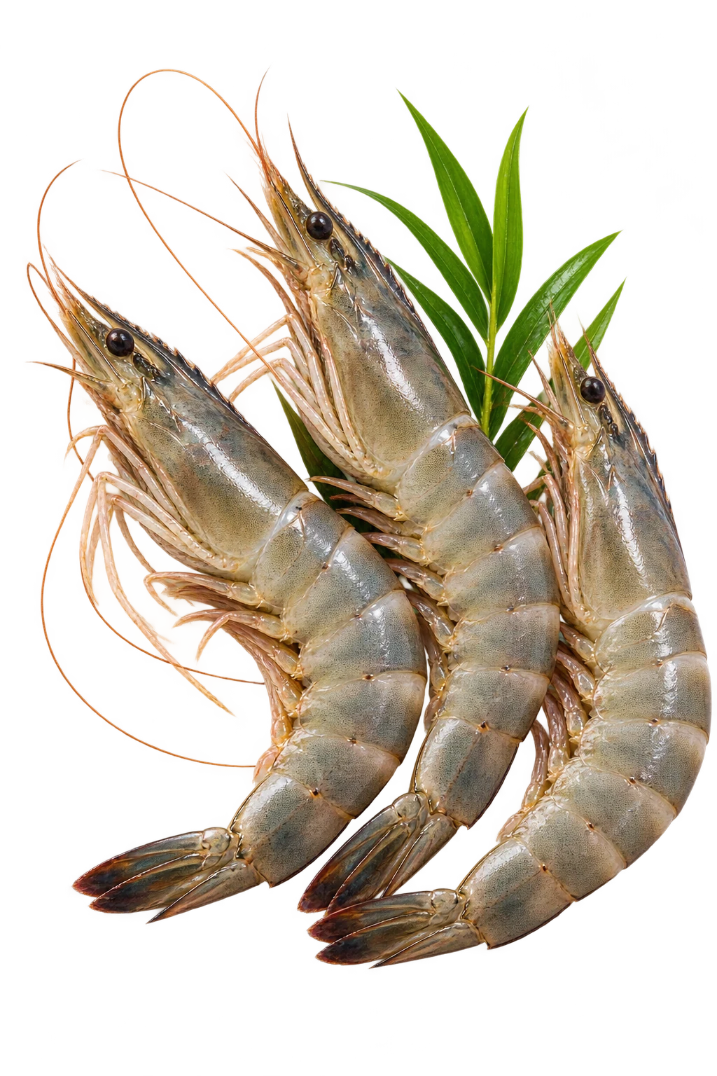 Shrimp — editorial product still life